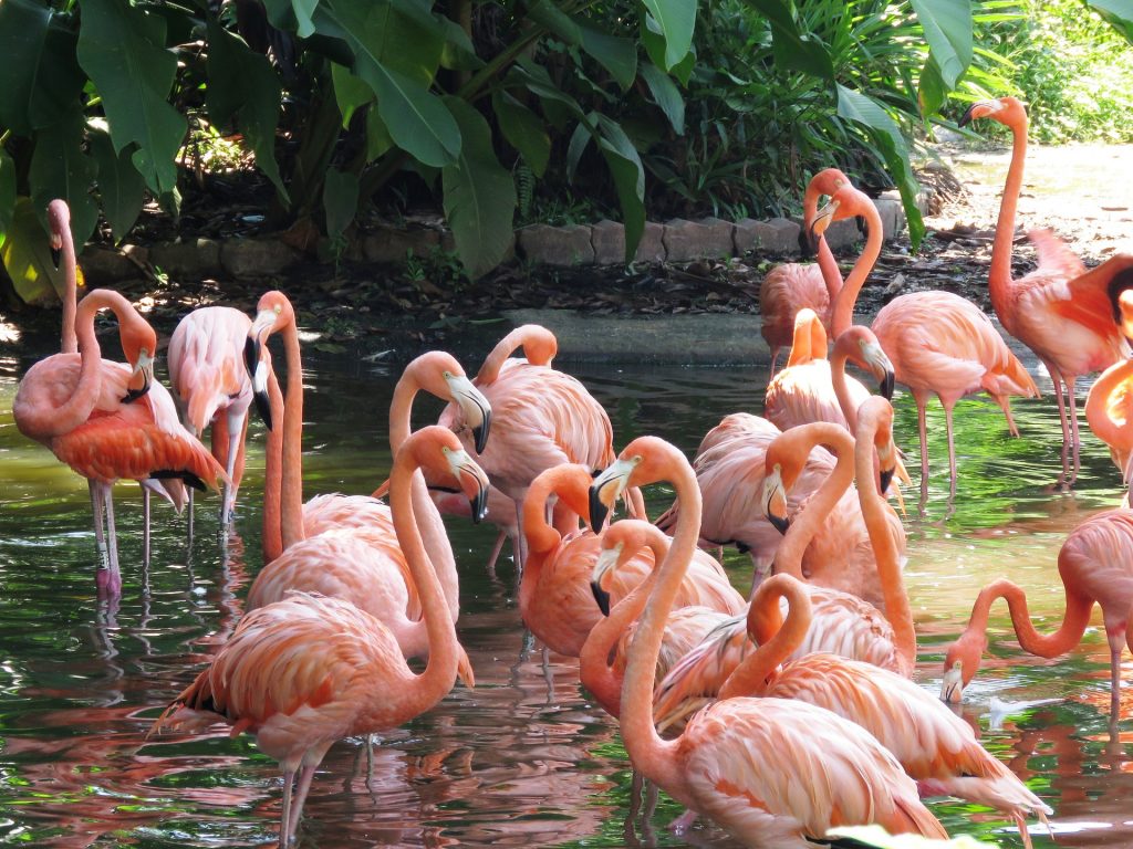 Flamingos no Parque das Aves em Foz do Iguaçu