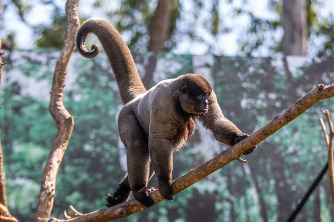 Animal no Zoo Park Foz