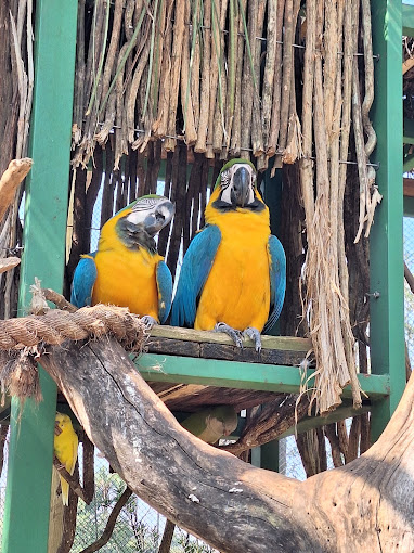 Experiência com animais no Zoo Park Foz